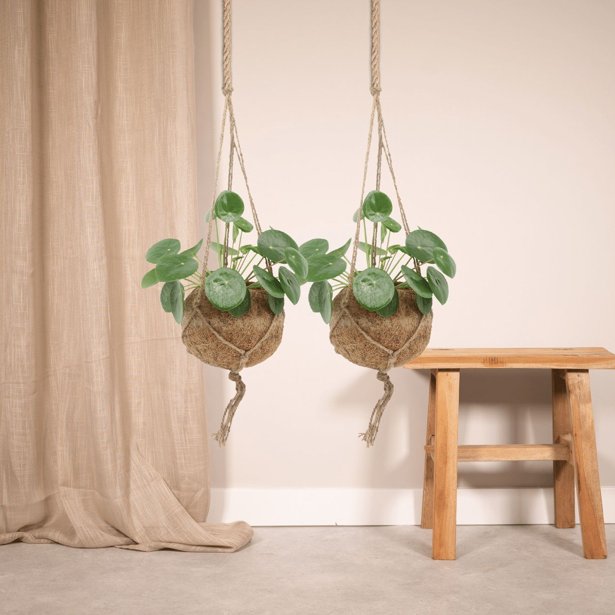 Kokodama Pilea Peperomioides – 2 Pflanzen – 20cm – ø15 – Nachhaltige Pfannkuchenpflanzen im Kokodama-Kokostopf – Pflegeleichte Zimmerpflanzen für helle Innenräume – Chinesische Geldpflanze im Doppelset-1