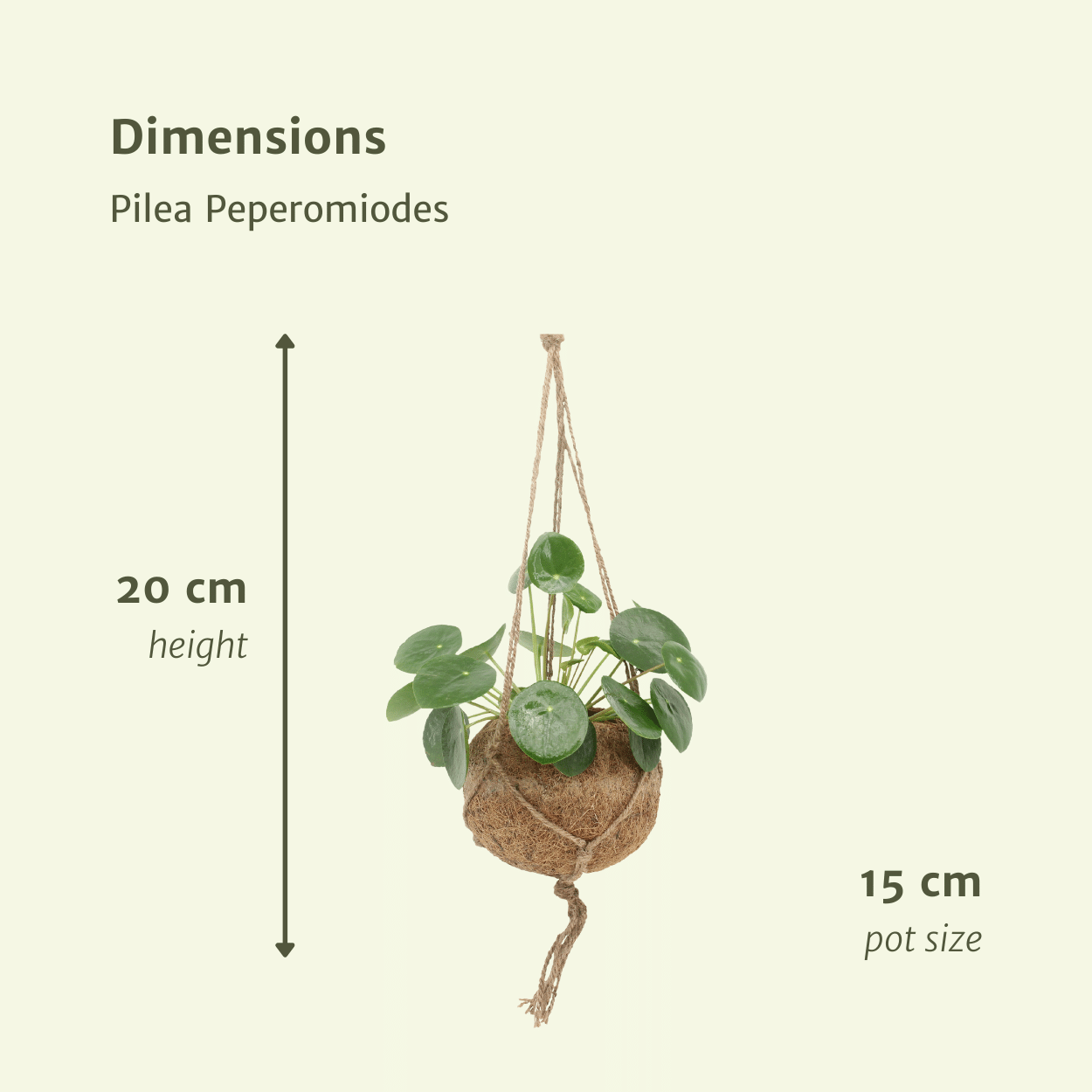 Kokodama Pilea Peperomioides – 2 Pflanzen – 20cm – ø15 – Nachhaltige Pfannkuchenpflanzen im Kokodama-Kokostopf – Pflegeleichte Zimmerpflanzen für helle Innenräume – Chinesische Geldpflanze im Doppelset-3