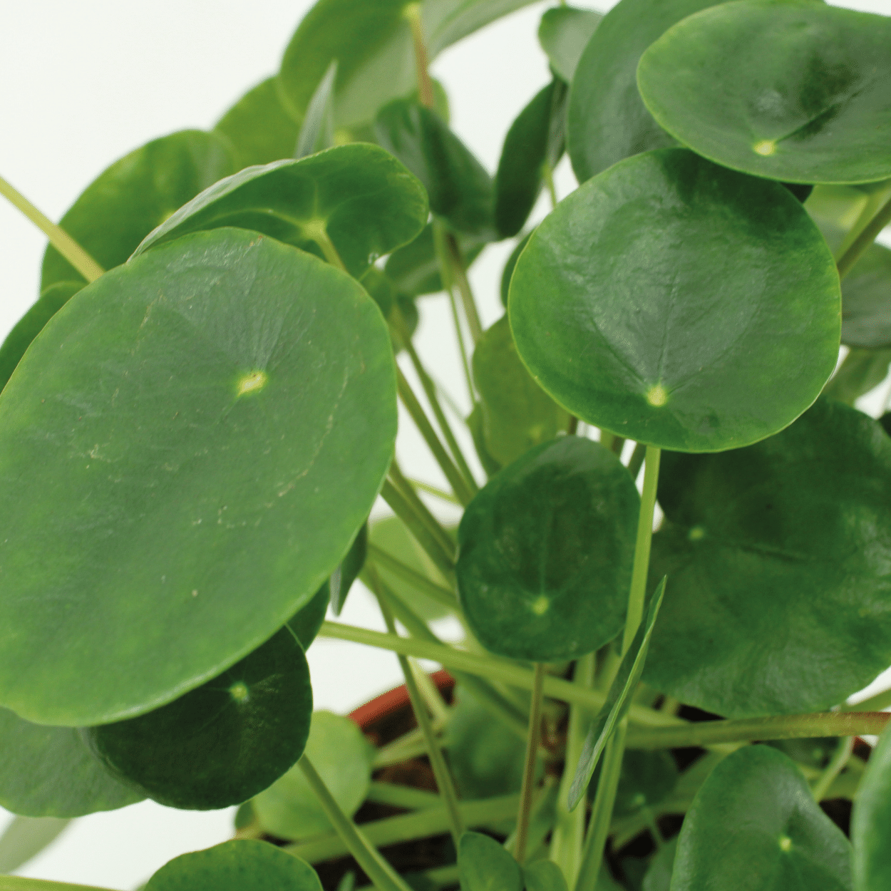 Kokodama Pilea Peperomioides – 2 Pflanzen – 20cm – ø15 – Nachhaltige Pfannkuchenpflanzen im Kokodama-Kokostopf – Pflegeleichte Zimmerpflanzen für helle Innenräume – Chinesische Geldpflanze im Doppelset-2
