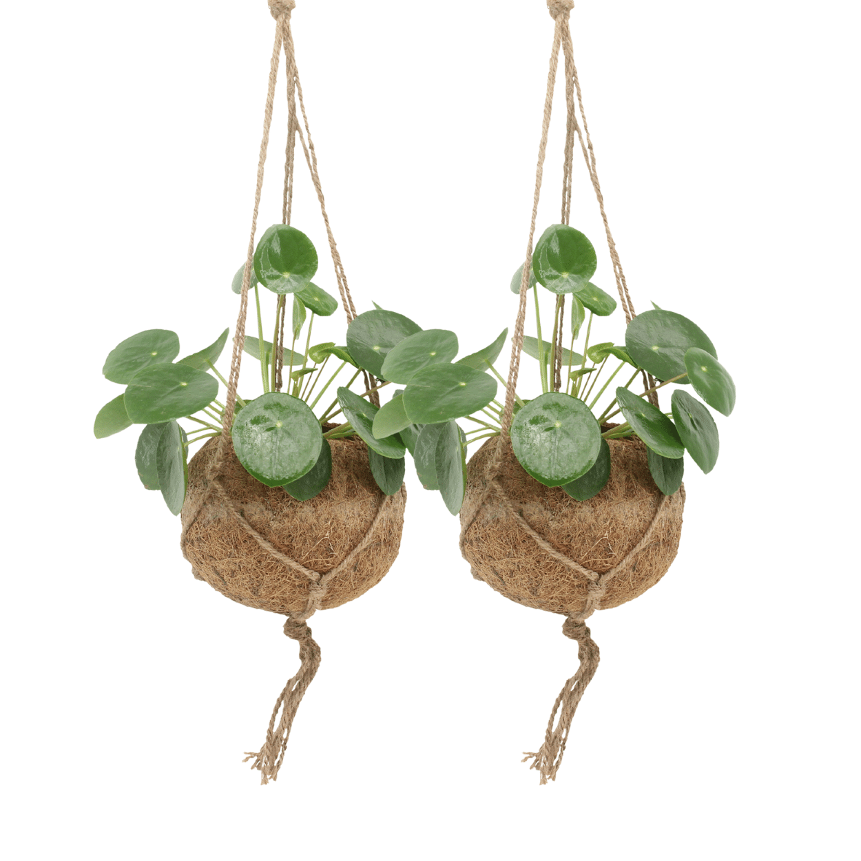 Kokodama Pilea Peperomioides – 2 Pflanzen – 20cm – ø15 – Nachhaltige Pfannkuchenpflanzen im Kokodama-Kokostopf – Pflegeleichte Zimmerpflanzen für helle Innenräume – Chinesische Geldpflanze im Doppelset-0