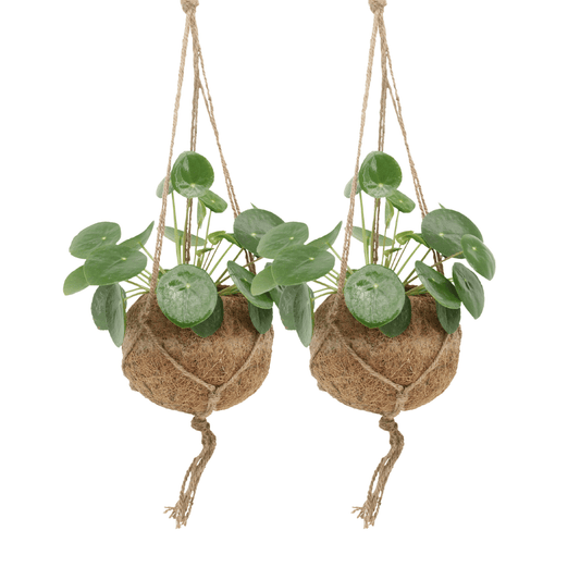 Kokodama Pilea Peperomioides – 2 Pflanzen – 20cm – ø15 – Nachhaltige Pfannkuchenpflanzen im Kokodama-Kokostopf – Pflegeleichte Zimmerpflanzen für helle Innenräume – Chinesische Geldpflanze im Doppelset-0