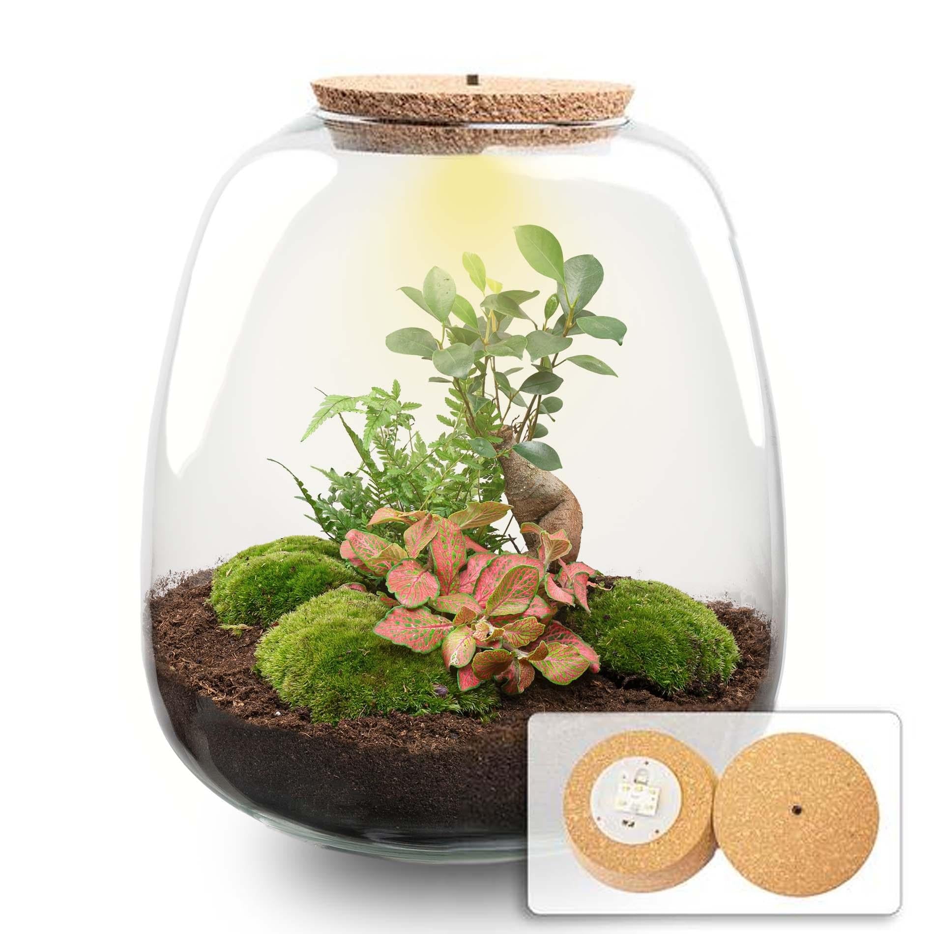 Flaschengarten „Emma“ – Bausatz mit LED-Korkdeckel – Ø23cm ↕25cm – DIY Pflanzenterrarium mit Ficus Ginseng Bonsai, Farn & Fittonia Ruby Lime – Selbstversorgendes Mini-Ökosystem aus Glas-0