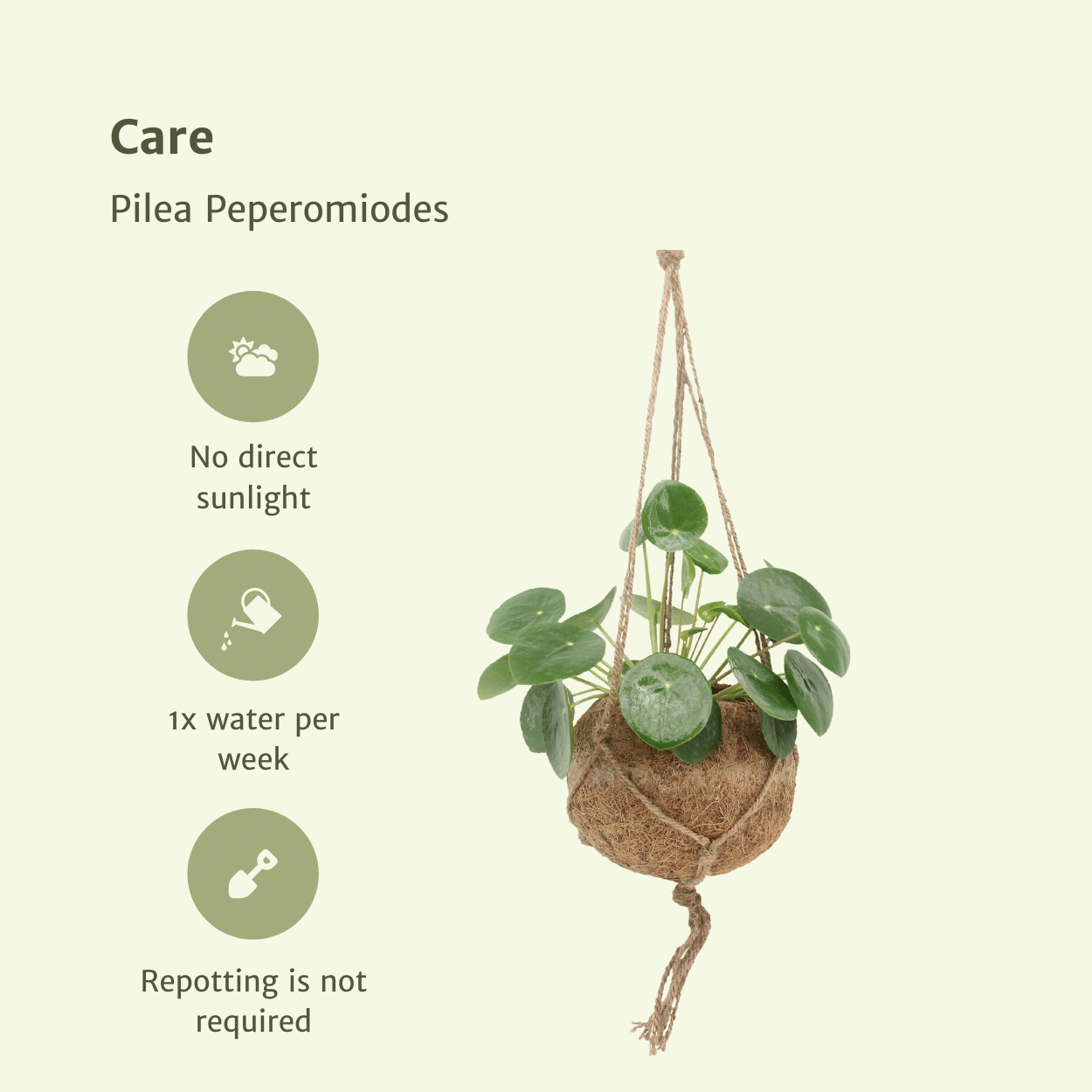 Kokodama Pilea Peperomioides – 2 Pflanzen – 20cm – ø15 – Nachhaltige Pfannkuchenpflanzen im Kokodama-Kokostopf – Pflegeleichte Zimmerpflanzen für helle Innenräume – Chinesische Geldpflanze im Doppelset-4