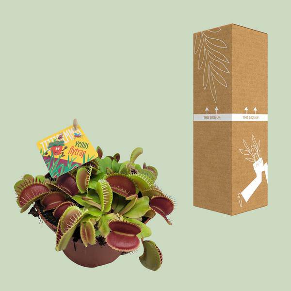 Venusfliegenfalle – Dionaea Muscipula – Fleischfressende Pflanze – Ø12cm – ↕12cm – Exotische Zimmerpflanze mit Fangblättern – Pflegeleicht & dekorativ-2