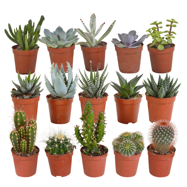 Kakteen und Sukkulenten Mix – 15 Pflanzen – Ø5,5cm Zimmerpflanzen – Verschiedene Arten wie Cereus, Echeveria, Haworthia & Crassula – Pflegeleichte Mini Pflanzen für Deko, Büro & Zuhause-0
