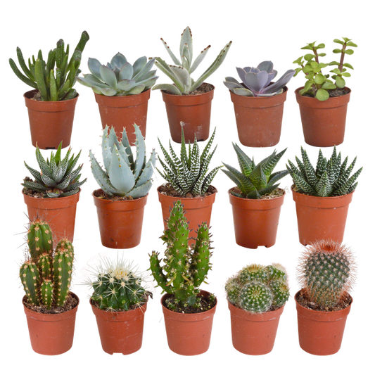 Kakteen und Sukkulenten Mix – 15 Pflanzen – Ø5,5cm Zimmerpflanzen – Verschiedene Arten wie Cereus, Echeveria, Haworthia & Crassula – Pflegeleichte Mini Pflanzen für Deko, Büro & Zuhause-0