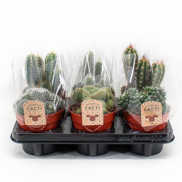Kaktus Mix – 6 Kakteen – Zimmerpflanzen – Ø12cm – Ca. 20cm hoch – Bunte Auswahl an Kakteen mit verschiedenen Formen – Pflegeleicht & sonnig-0