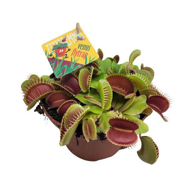 Venusfliegenfalle – Dionaea Muscipula – Fleischfressende Pflanze – Ø12cm – ↕12cm – Exotische Zimmerpflanze mit Fangblättern – Pflegeleicht & dekorativ-0