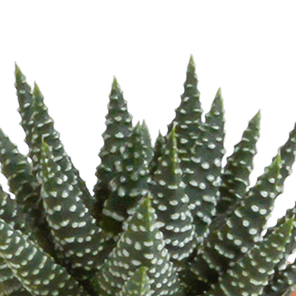 Kakteen und Sukkulenten Mix – 15 Pflanzen – Ø5,5cm Zimmerpflanzen – Verschiedene Arten wie Cereus, Echeveria, Haworthia & Crassula – Pflegeleichte Mini Pflanzen für Deko, Büro & Zuhause-4