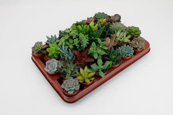 Sukkulenten Mix – 30 Sukkulenten– Ø5,5cm – Höhe ca. 7cm – Verschiedene Arten wie Aloe, Crassula, Echeveria, Haworthia, Kalanchoe & Sedum – Pflegeleichte Zimmerpflanzen-0