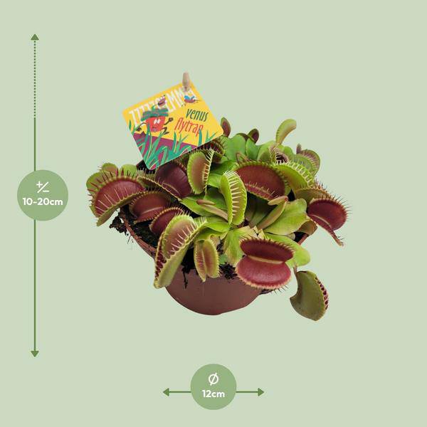 Venusfliegenfalle – Dionaea Muscipula – Fleischfressende Pflanze – Ø12cm – ↕12cm – Exotische Zimmerpflanze mit Fangblättern – Pflegeleicht & dekorativ-1