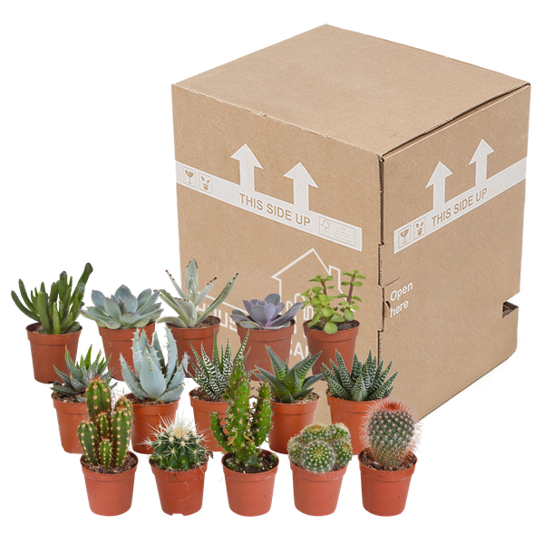 Kakteen und Sukkulenten Mix – 15 Pflanzen – Ø5,5cm Zimmerpflanzen – Verschiedene Arten wie Cereus, Echeveria, Haworthia & Crassula – Pflegeleichte Mini Pflanzen für Deko, Büro & Zuhause-2