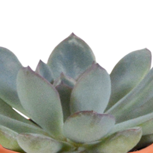 Kakteen und Sukkulenten Mix – 15 Pflanzen – Ø5,5cm Zimmerpflanzen – Verschiedene Arten wie Cereus, Echeveria, Haworthia & Crassula – Pflegeleichte Mini Pflanzen für Deko, Büro & Zuhause-3